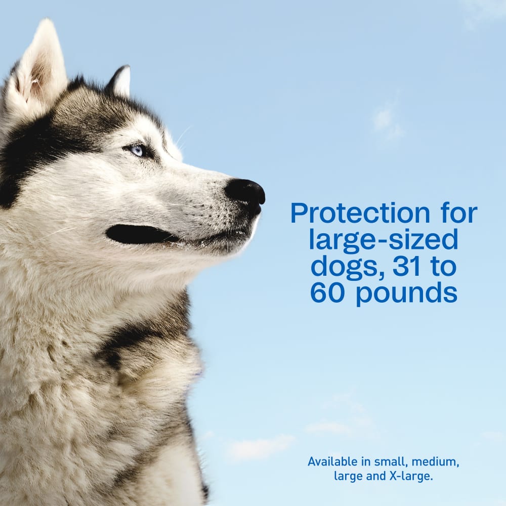 Adams Complete Indoor & Outdoor Flea Treatment System for Large Dogs 31–60 lbs