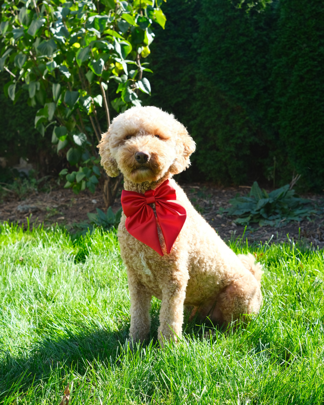 Wander! Waterproof Collar - Cherry