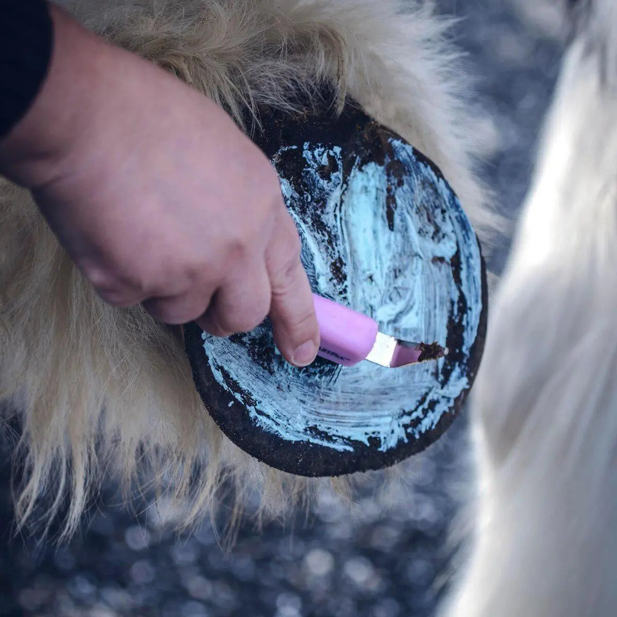 Equiderma Thrush & Whiteline Treatment for Horses 16 oz.