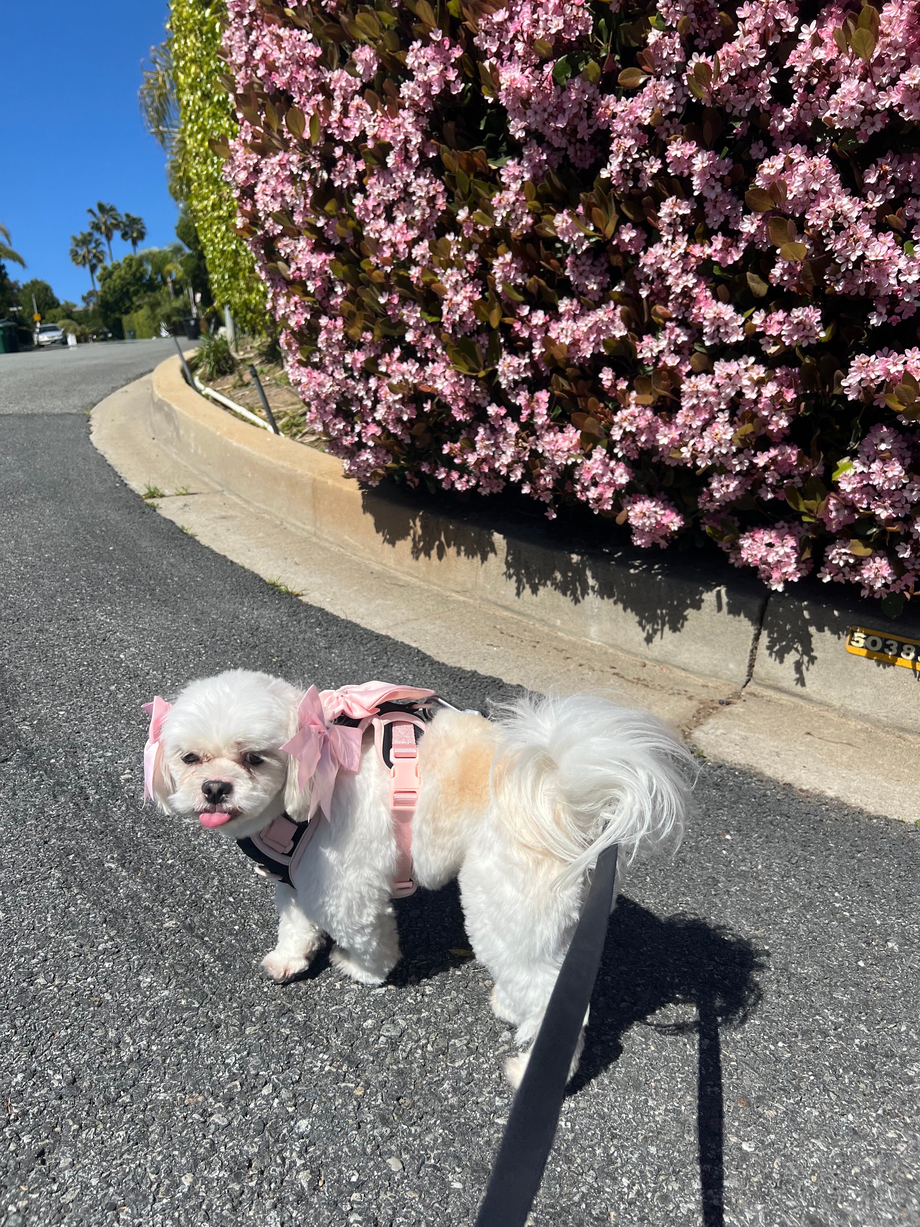 Wander! Multiway Leash & Poop Pouch Ballerina