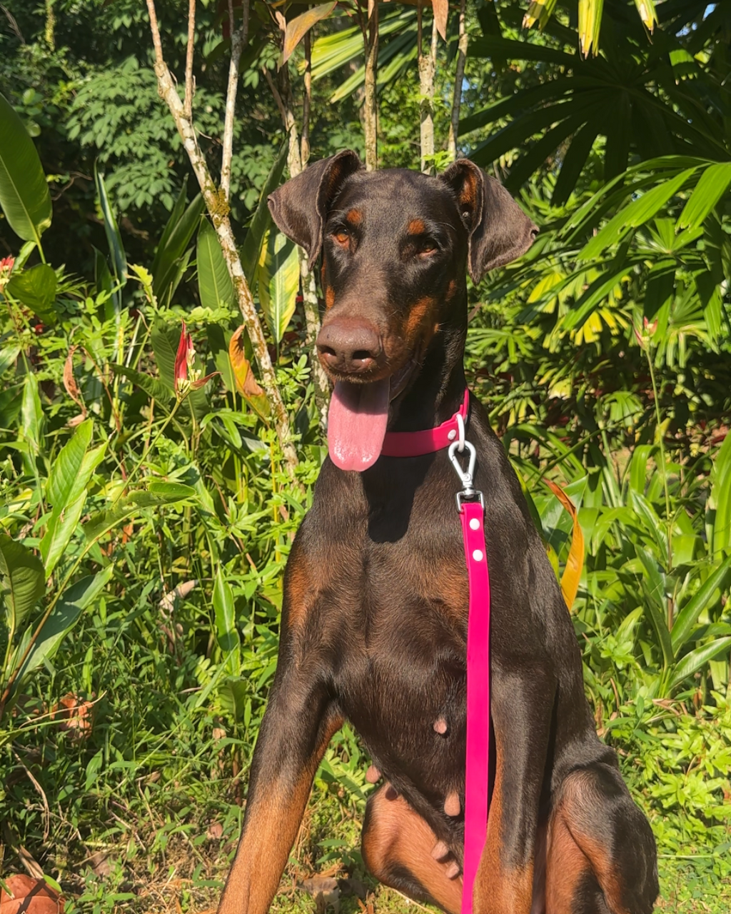 Wander! Waterproof Collar - Bubblegum