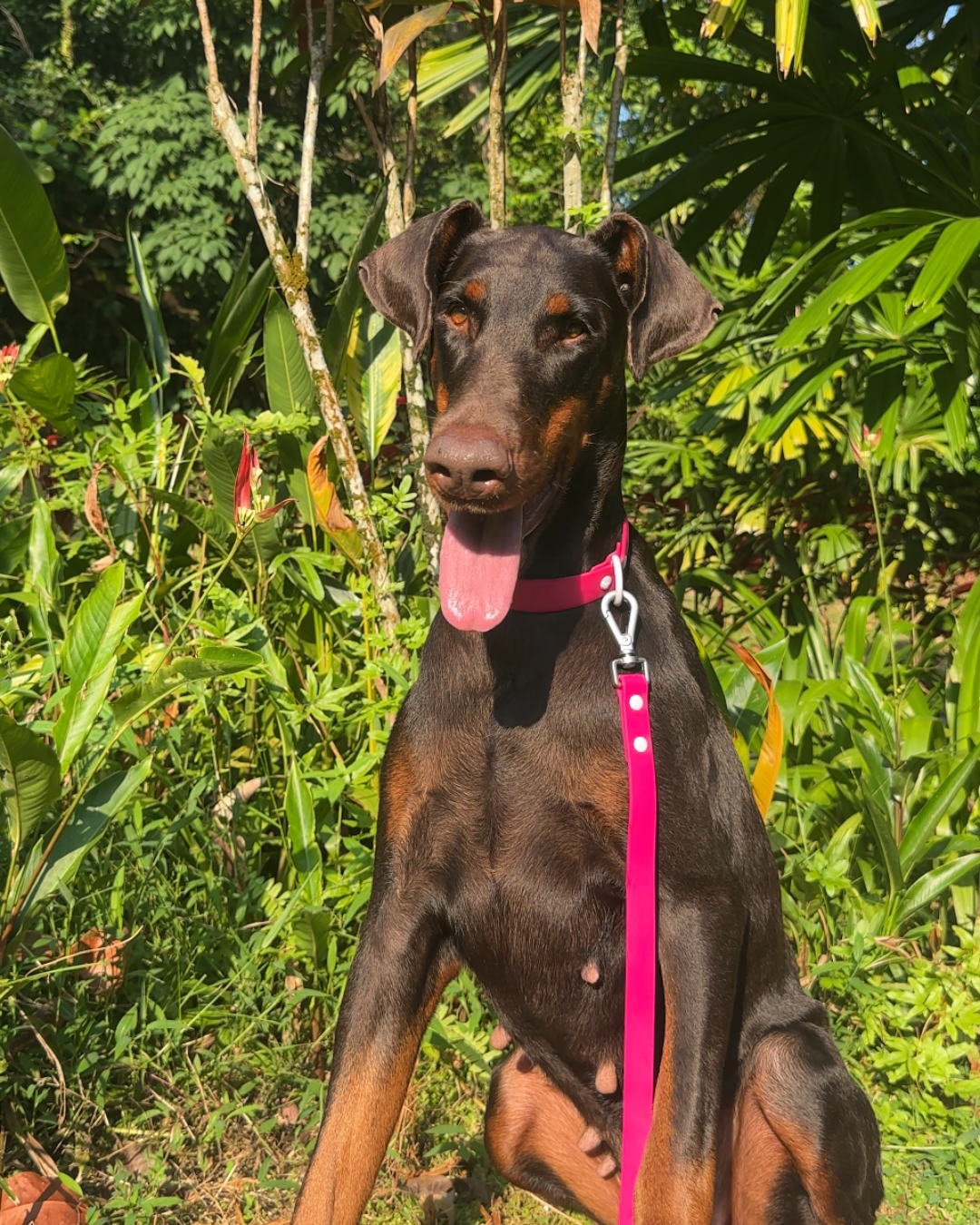 Wander! Waterproof Collar - Bubblegum