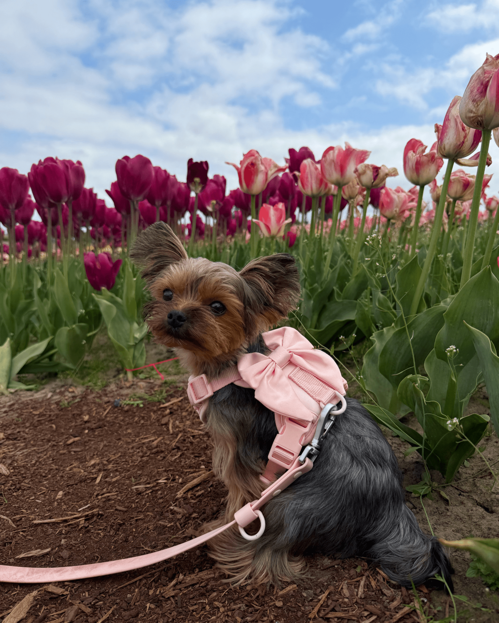 Wander! Bow Harness Blossom