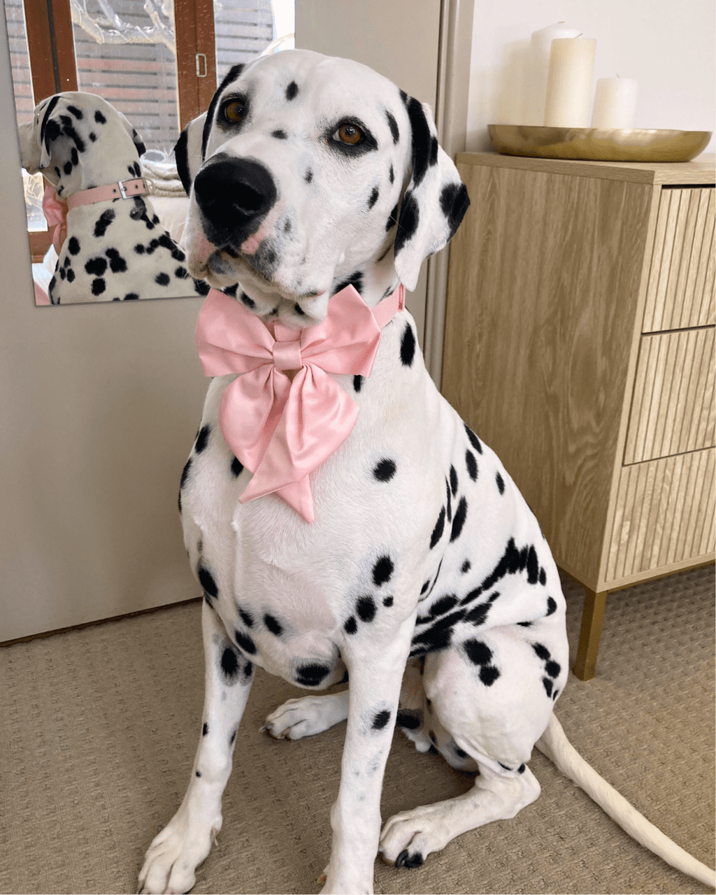 Wander! Waterproof Collar - Blossom