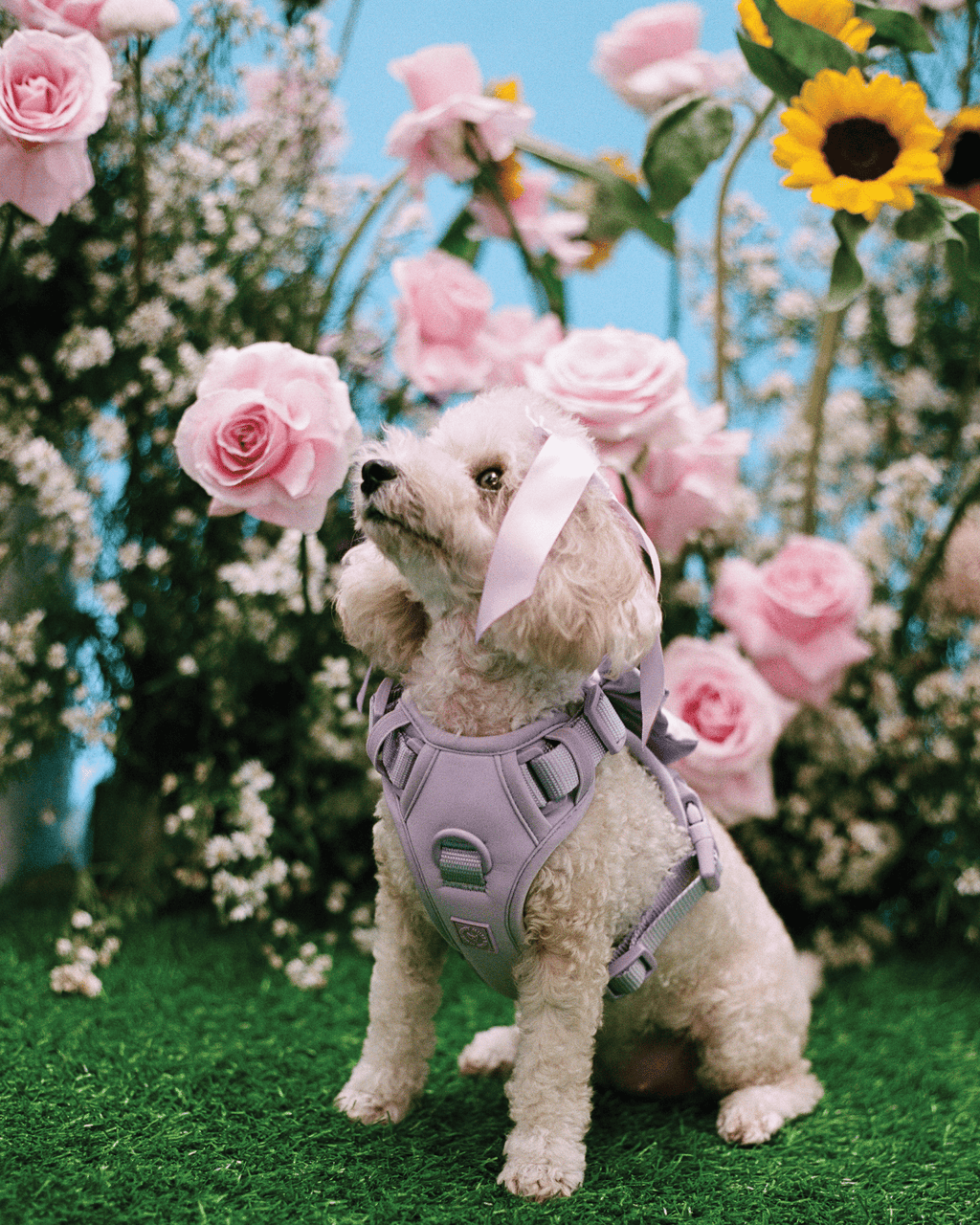 Wander! Bow Harness Lilac