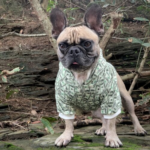 Money Print Dog Hoodie