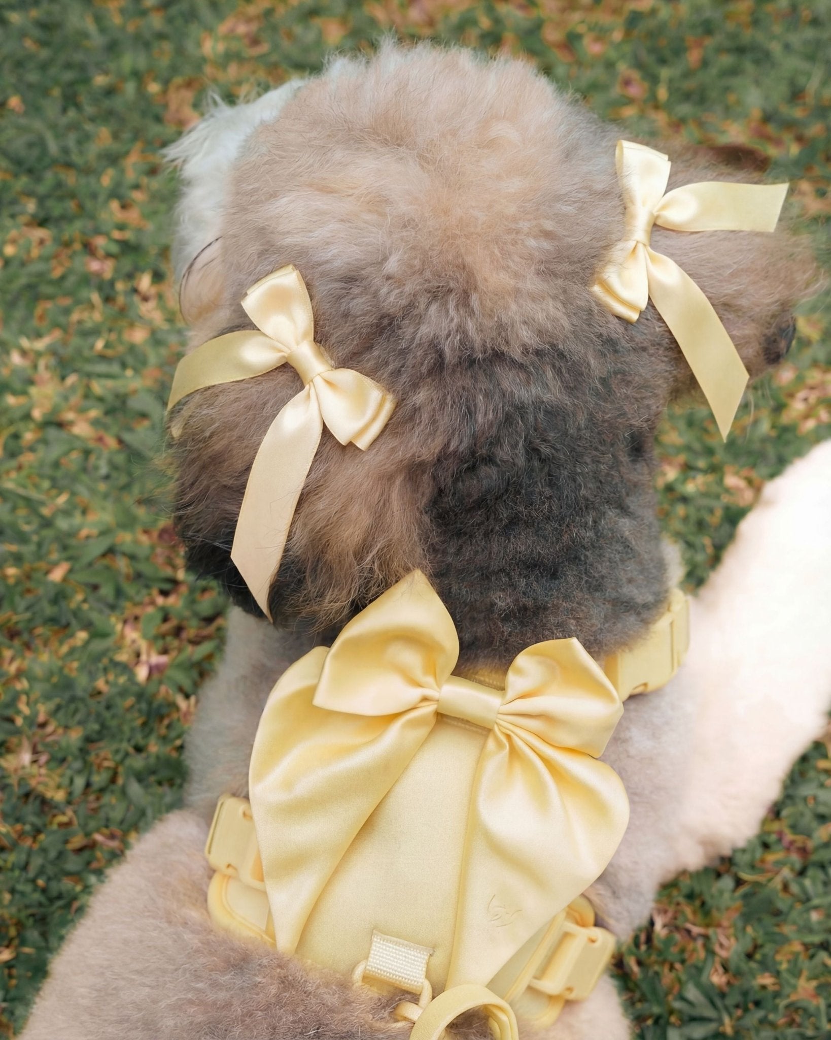 Satin Harness Bow - Buttercream