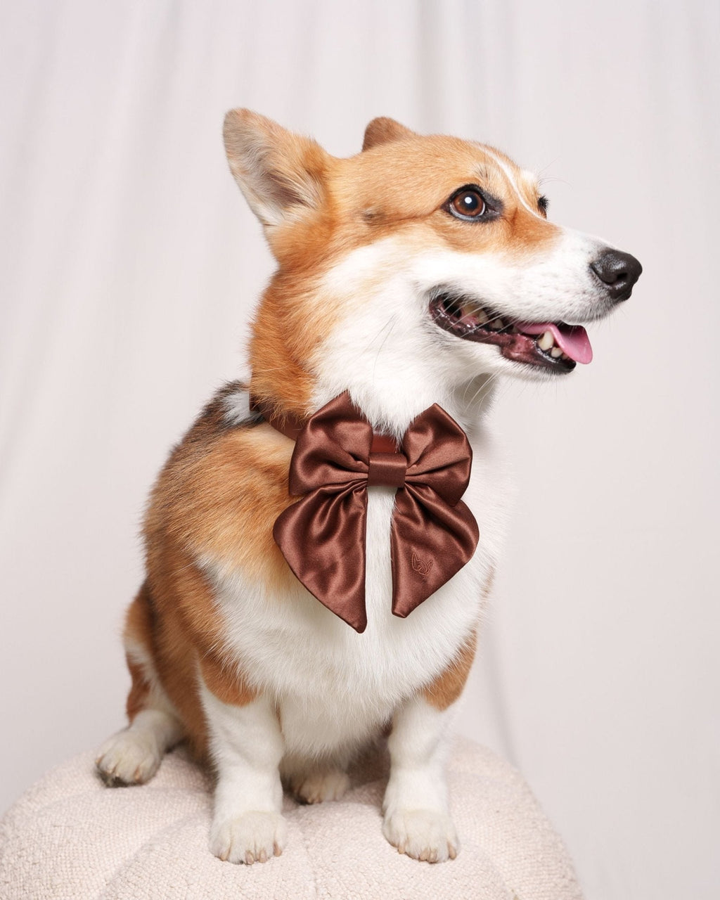 Satin Collar Bow 2.0 - Cocoa