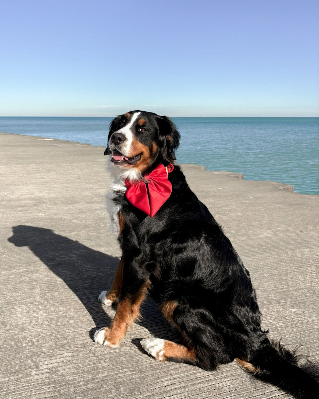 Satin Collar Bow - Cherry