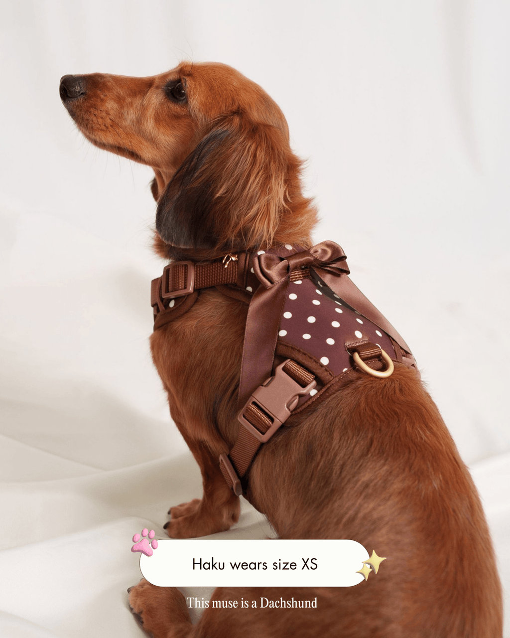 Wander! Bow Harness 2.0 - Cocoa Polka