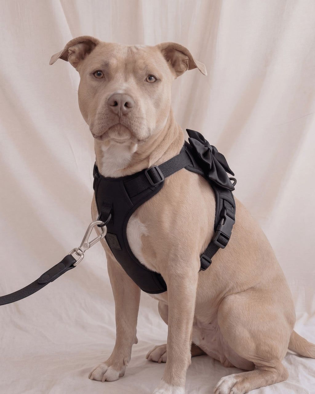 Wander! Bow Harness 2.0 - Midnight