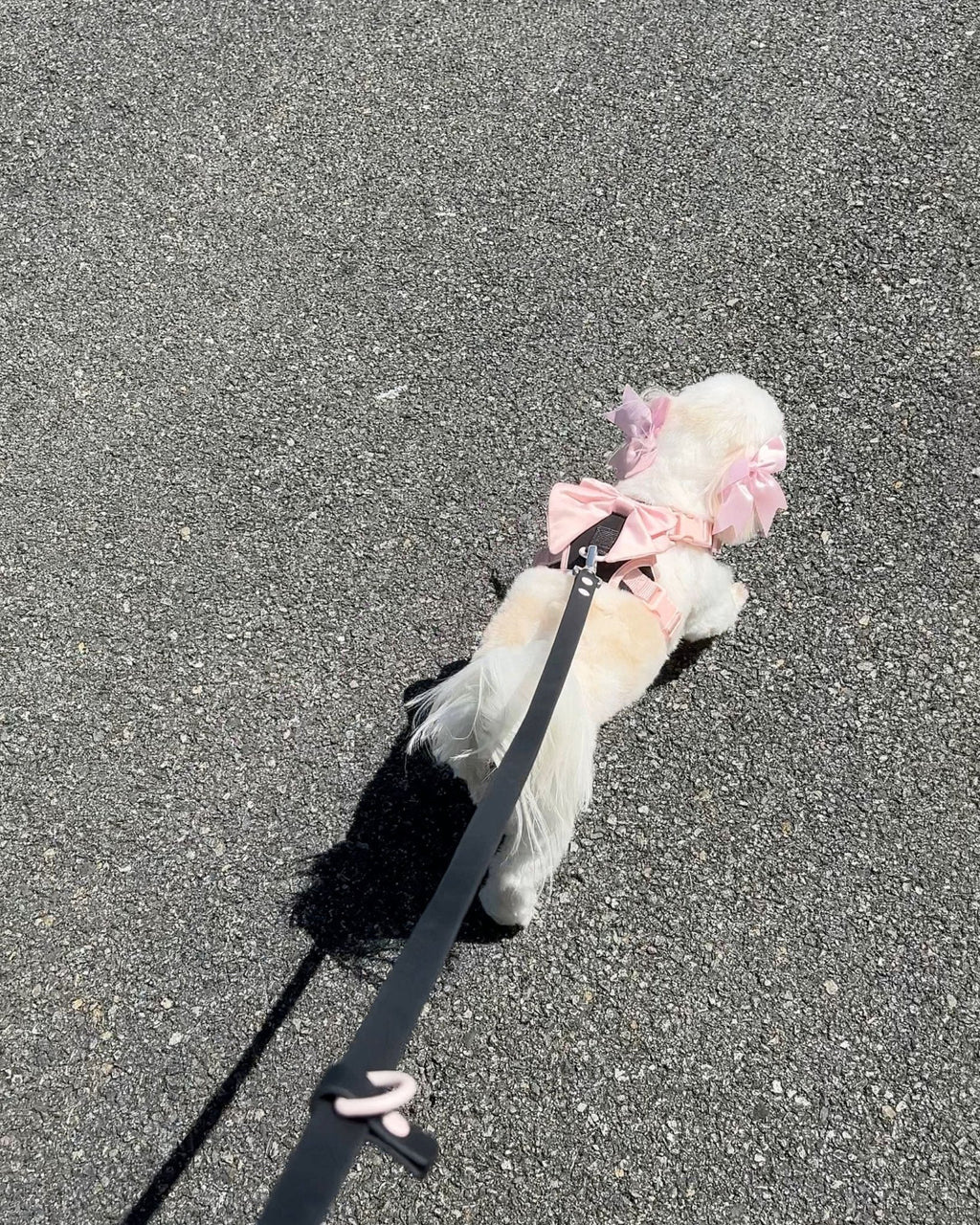 Wander! Bow Harness Ballerina