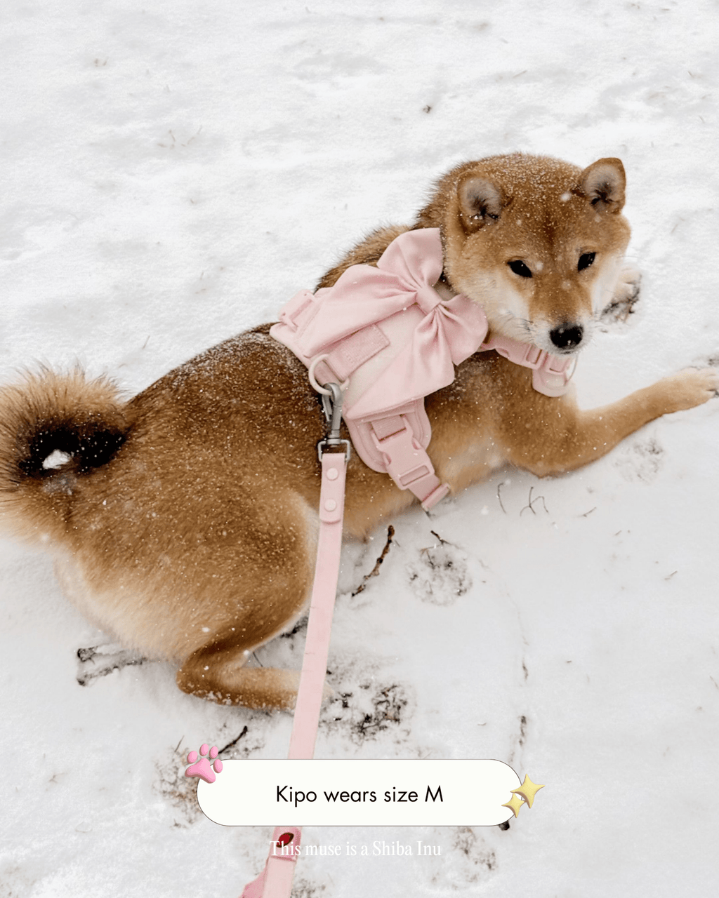 Wander! Bow Harness Blossom