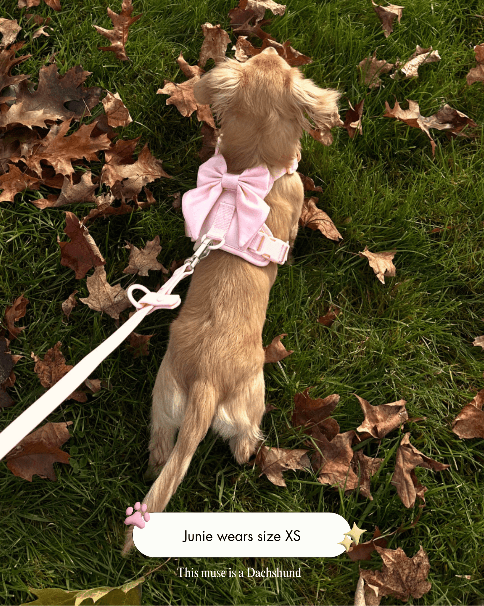 Wander! Bow Harness Blossom