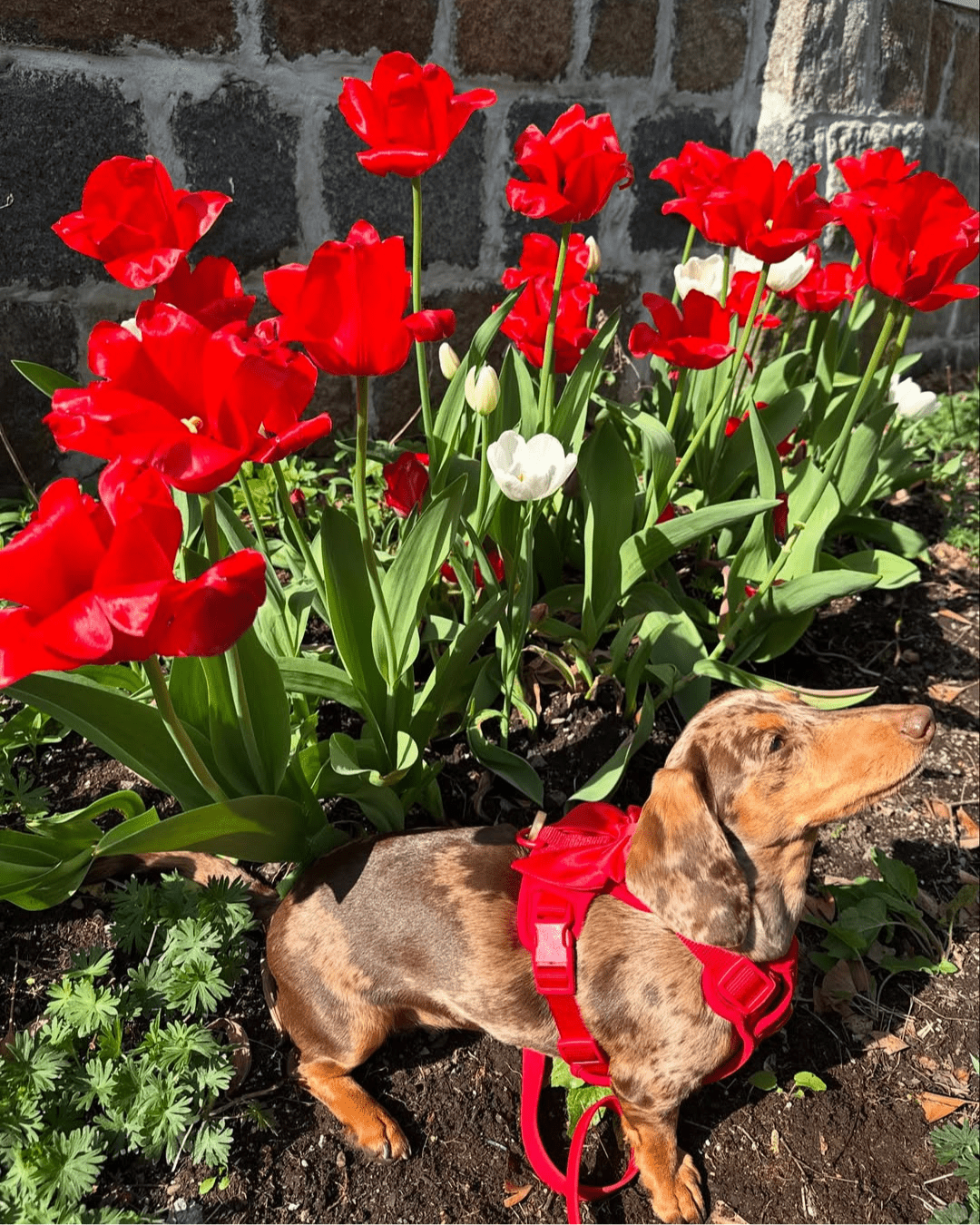 Wander! Bow Harness 2.0 - Cherry