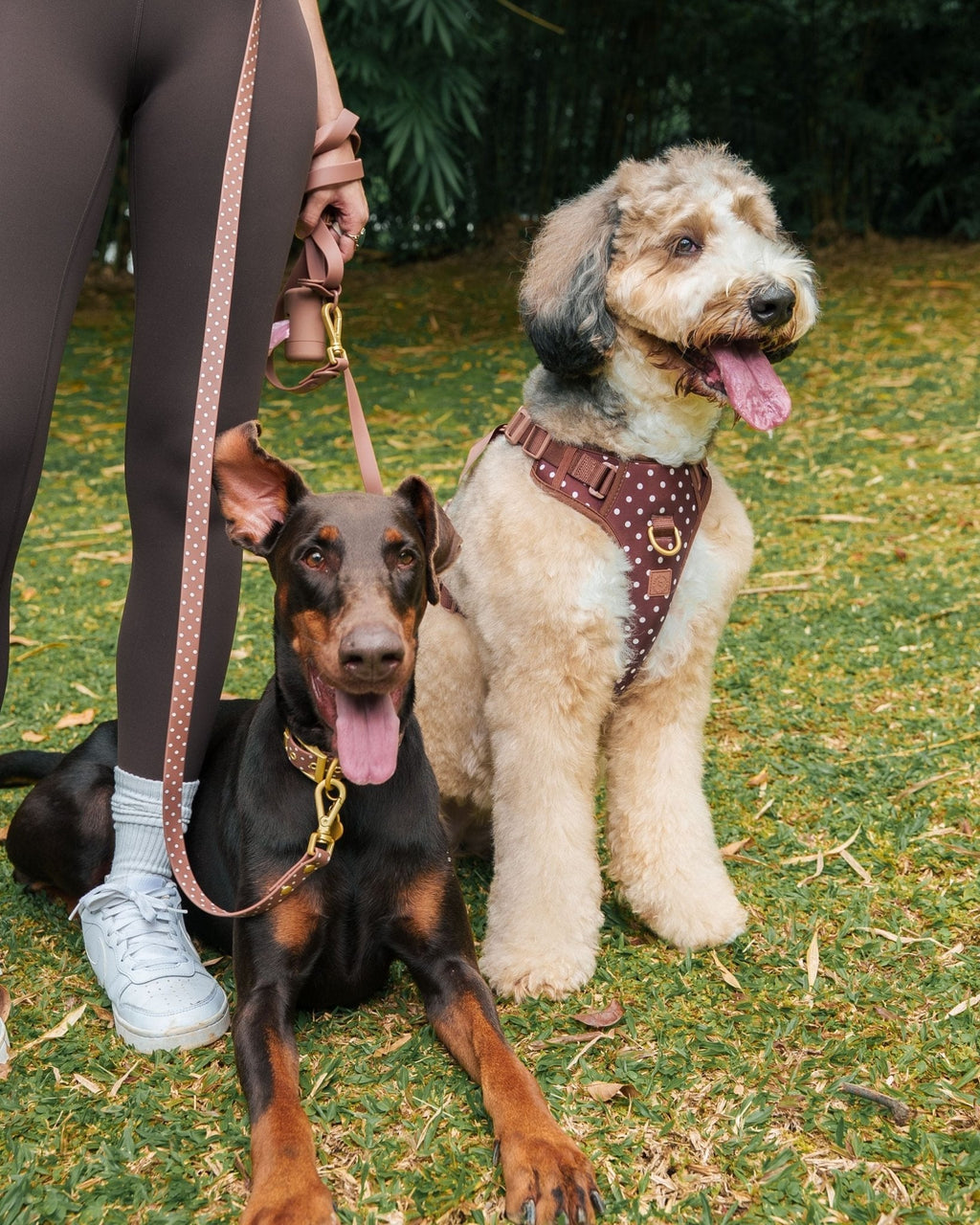 Wander! Bow Harness 2.0 - Cocoa Polka