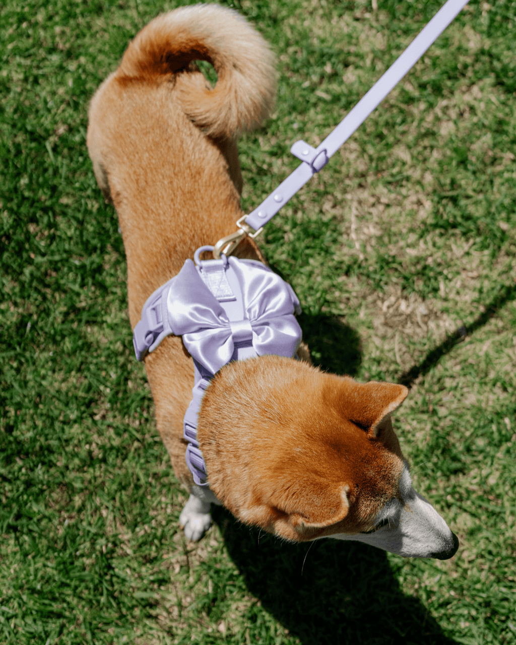 Wander! Bow Harness Lilac