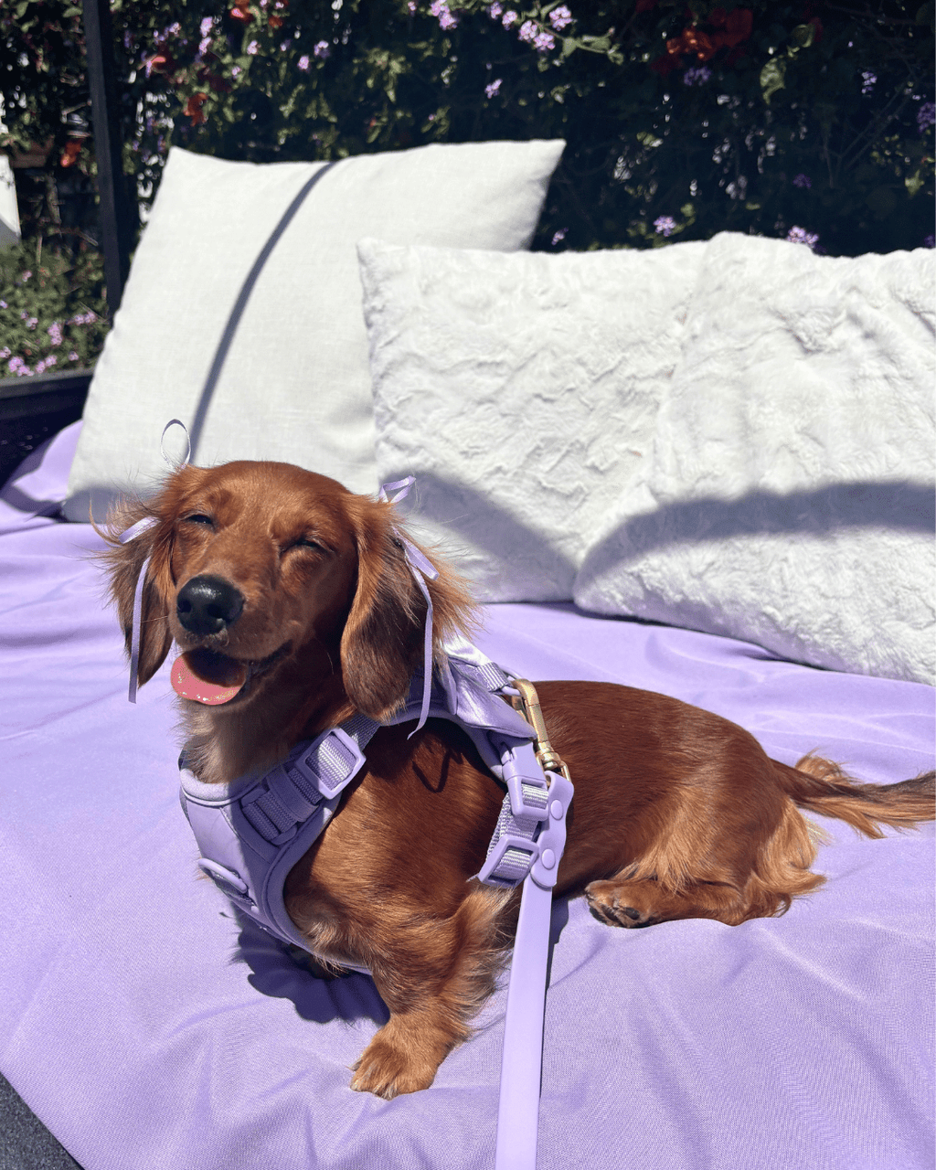 Wander! Bow Harness Lilac