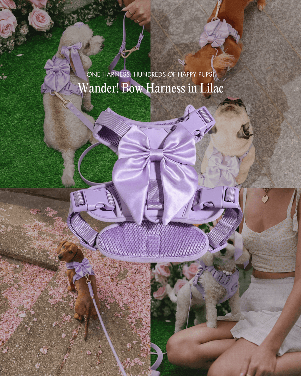 Wander! Bow Harness Lilac