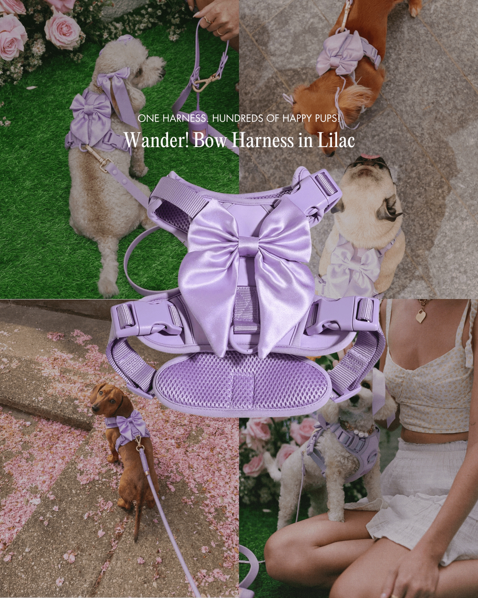 Wander! Bow Harness Lilac
