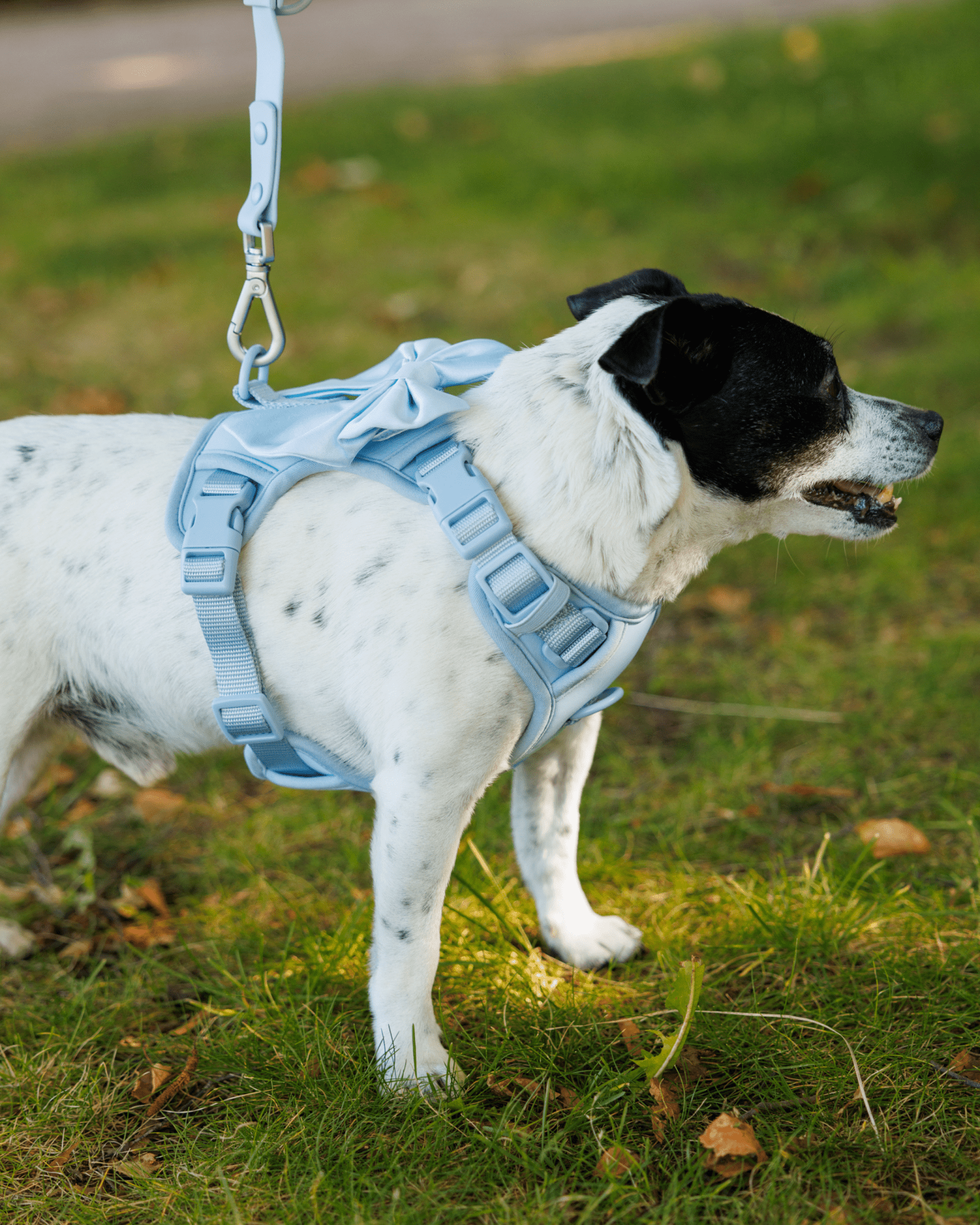 Wander! Bow Harness Sky