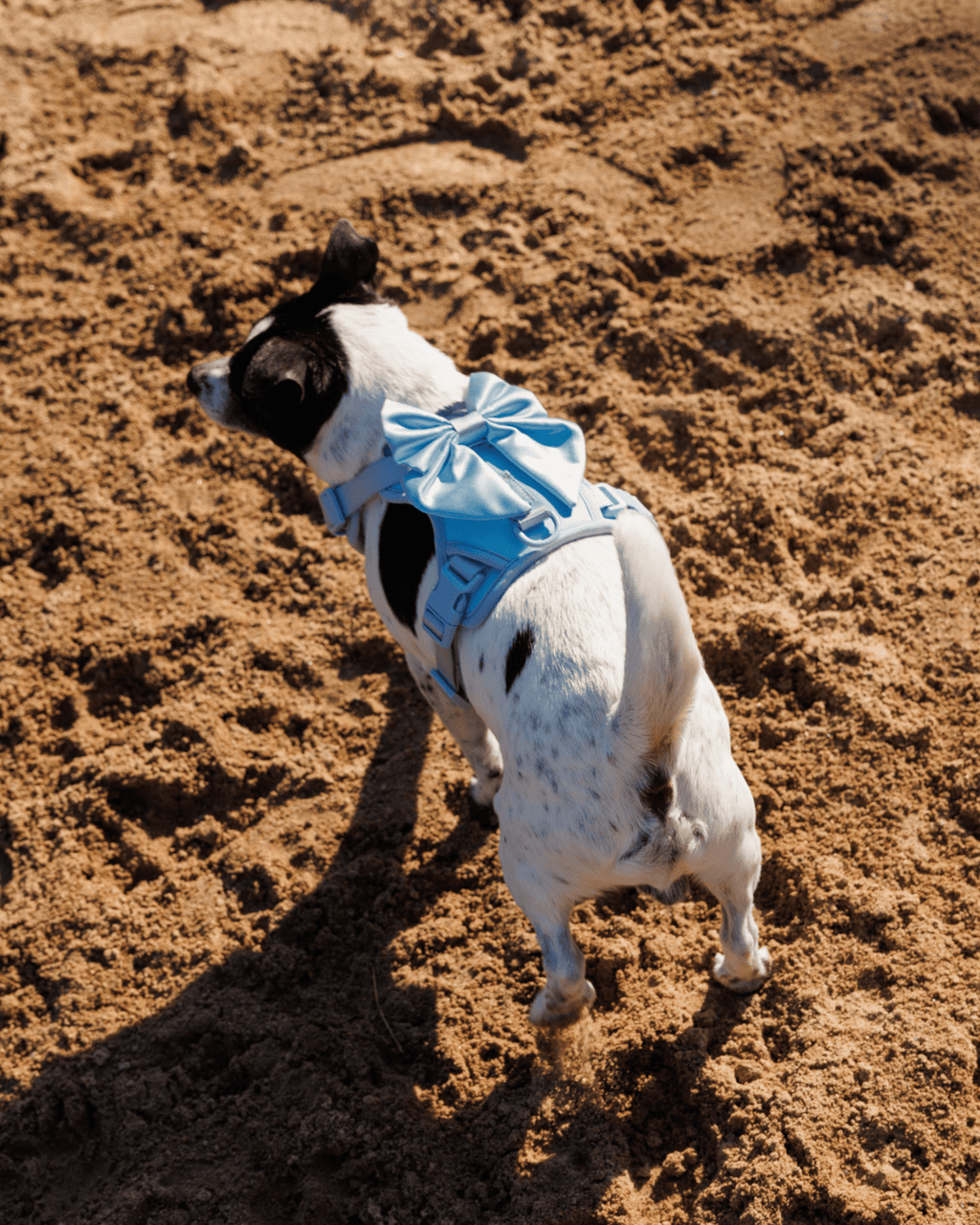 Wander! Bow Harness Sky