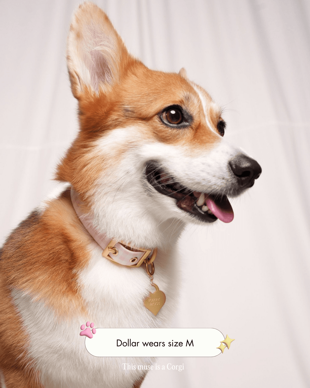 Wander! Collar 2.0 - Blossom Gingham
