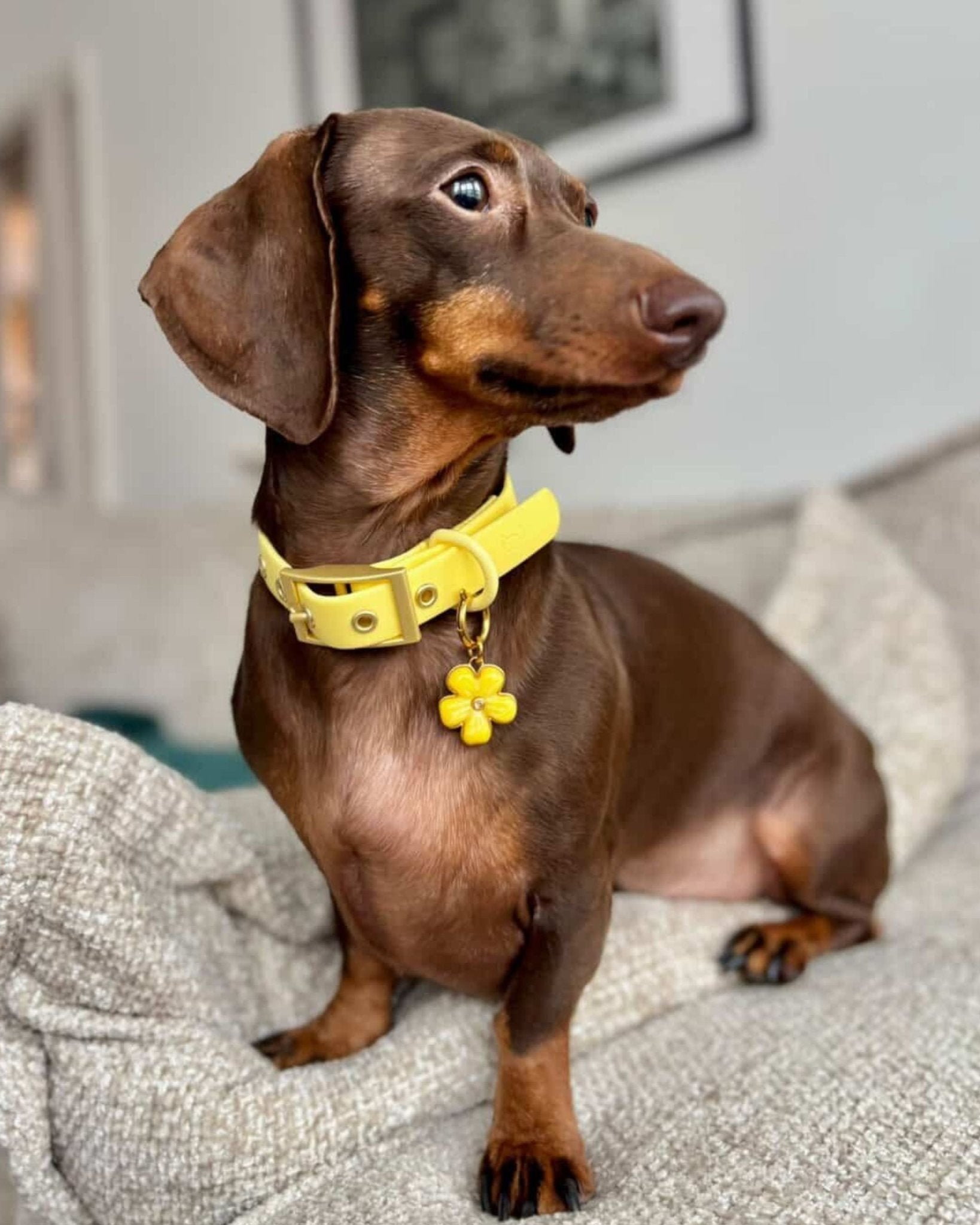 Wander! Collar 2.0 - Buttercream