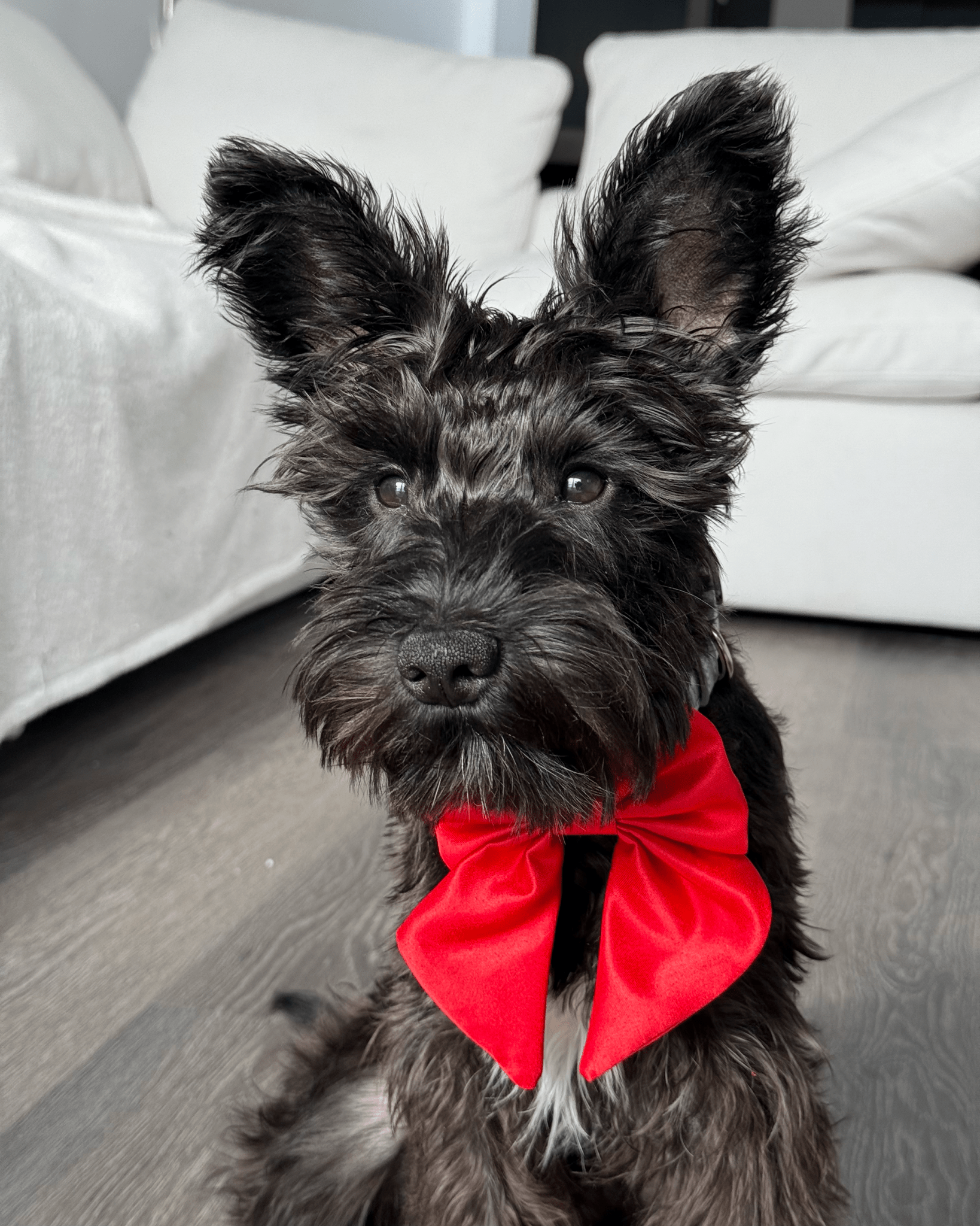 Satin Collar Bow - Cherry