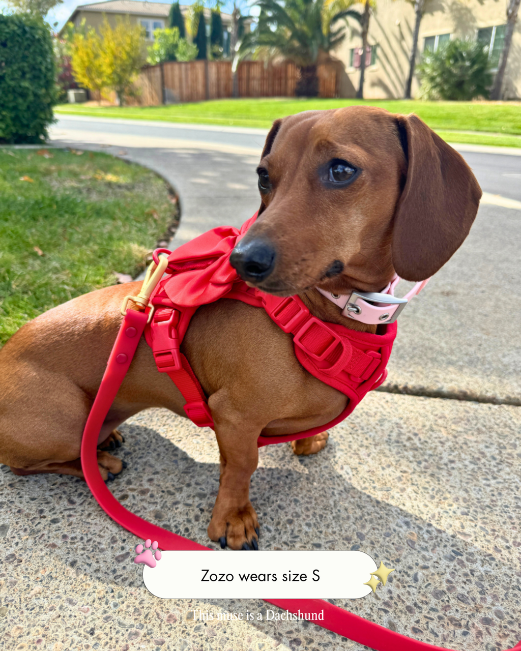 Wander! Waterproof Collar - Blossom