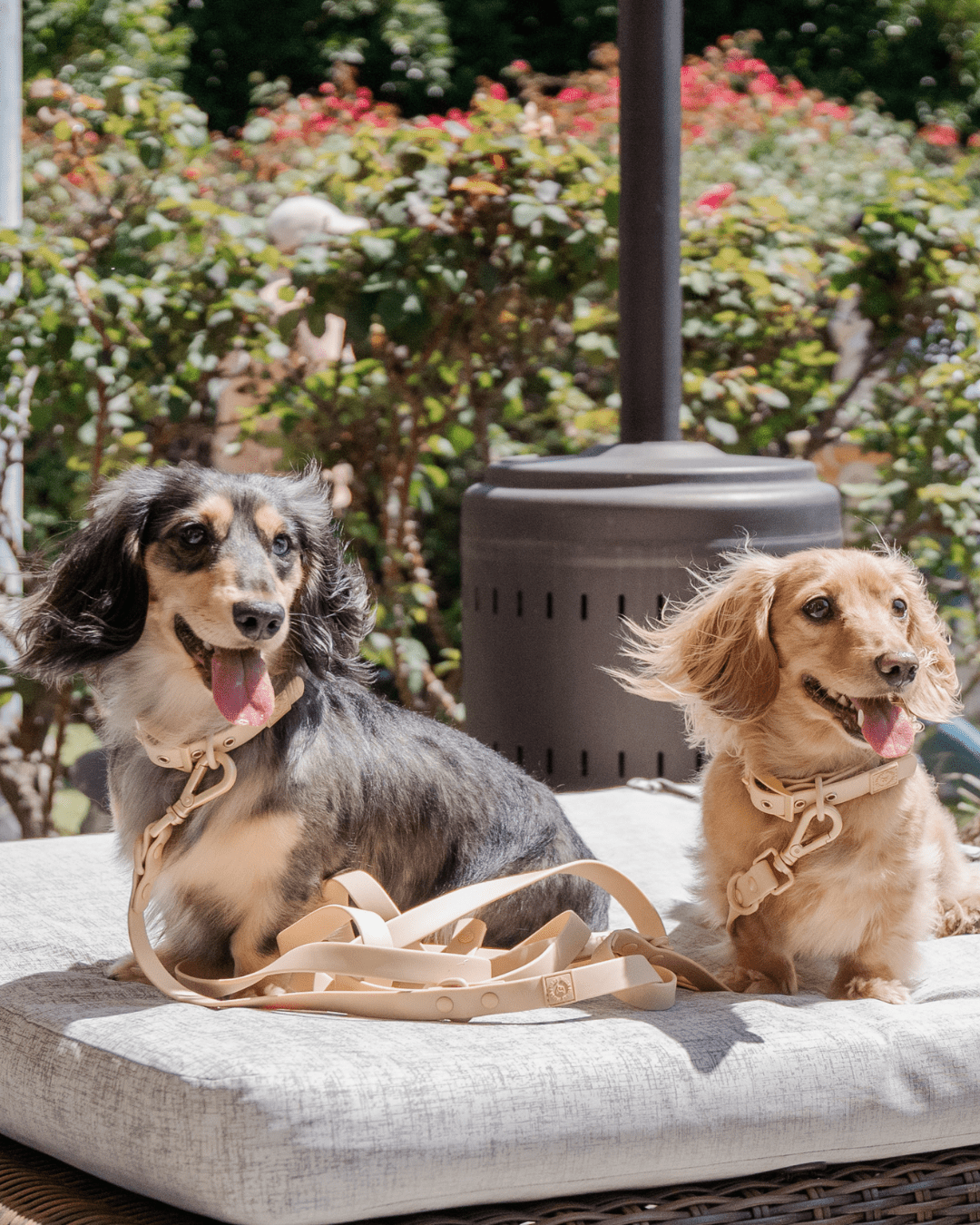 Wander! Waterproof Collar - Latte