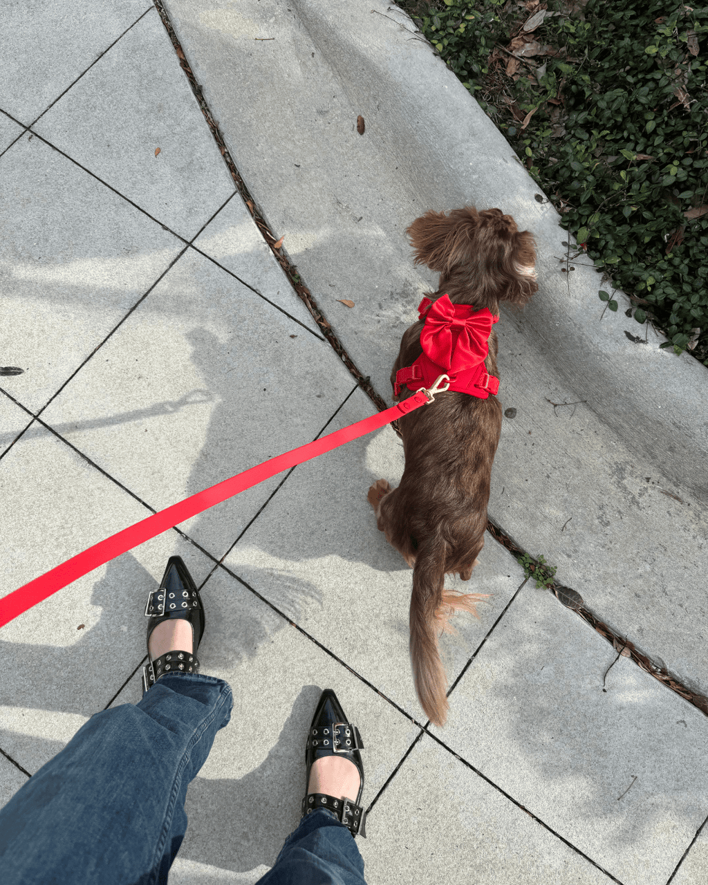 Wander! Multiway Leash -  Cherry
