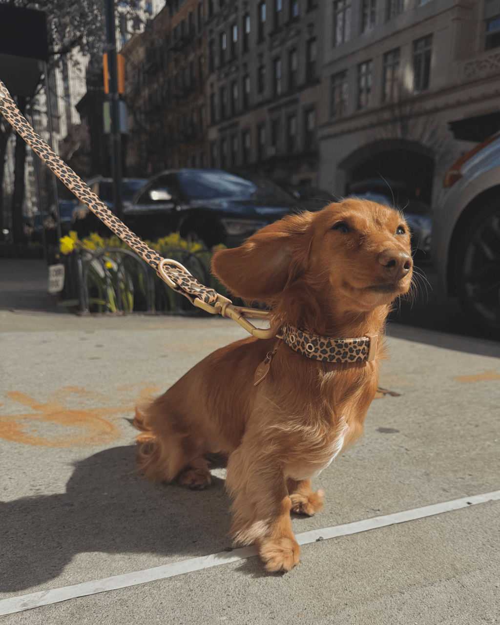 Wander! Multiway Leash - Leopard