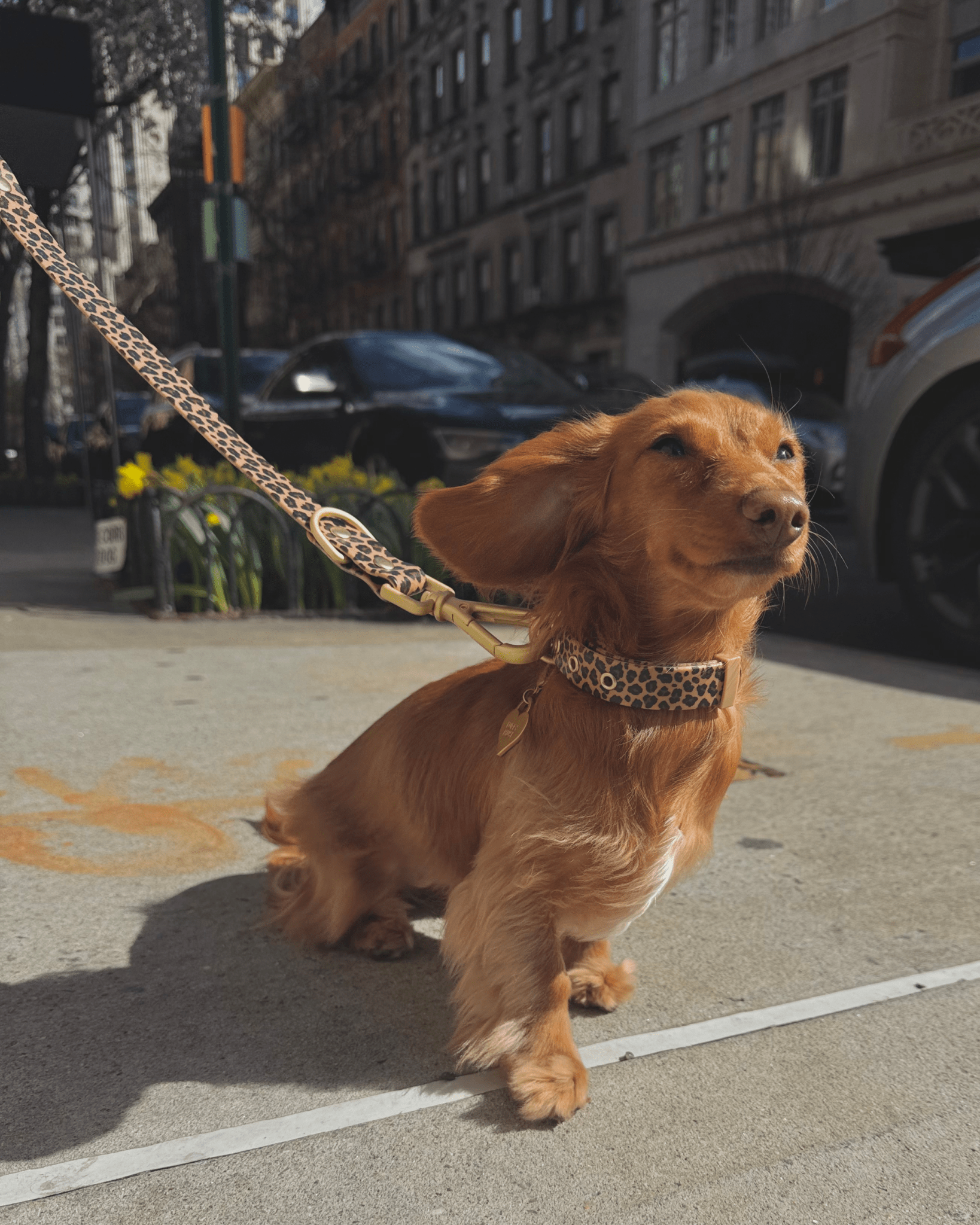 Wander! Multiway Leash - Leopard