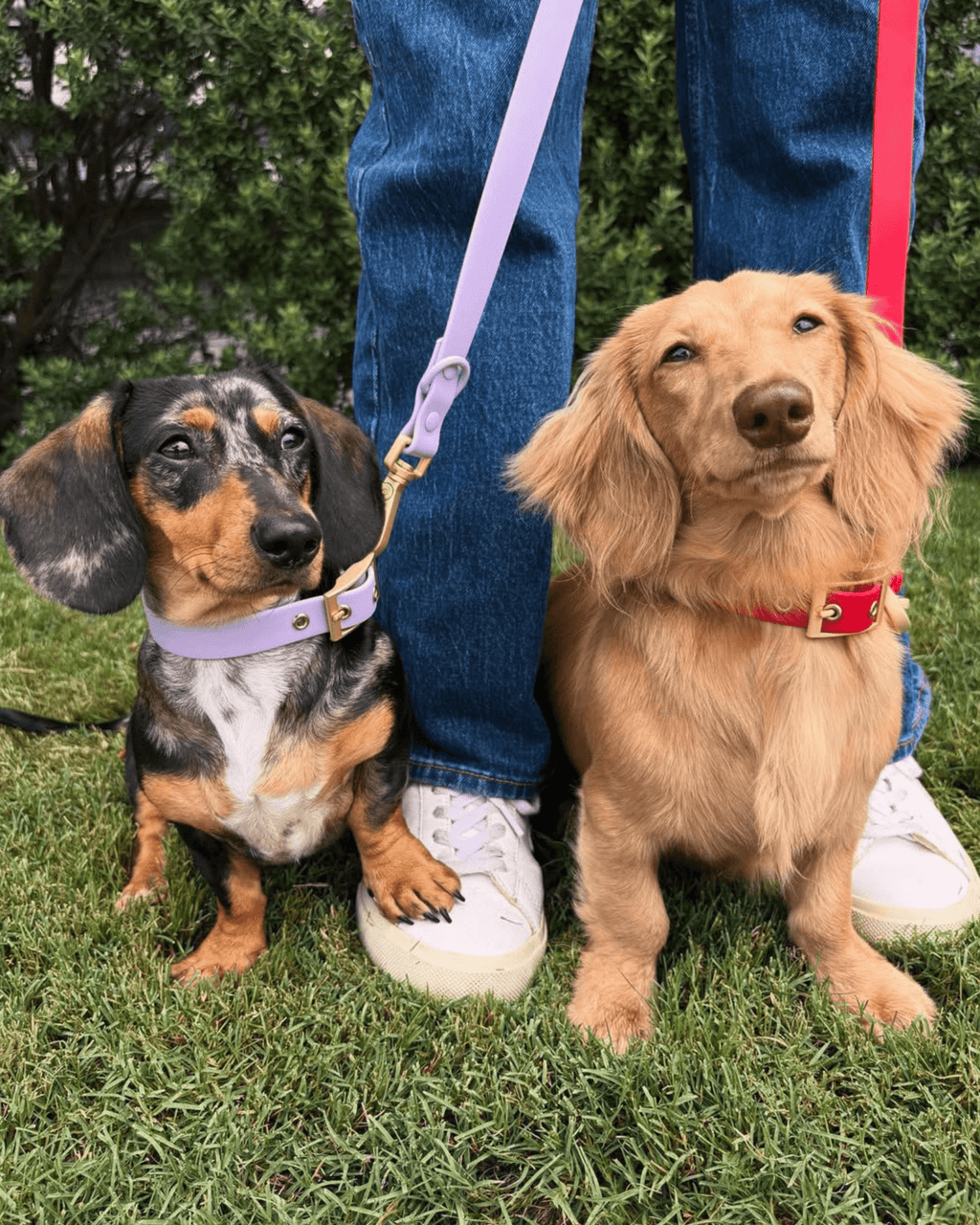 Wander! Multiway Leash - Lilac