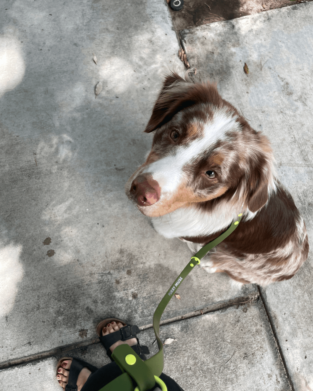 Wander! Multiway Leash -  Martini