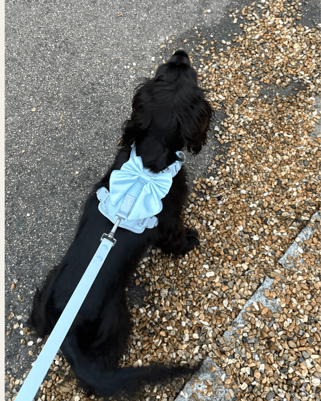 Wander! Multiway Leash -  Sky