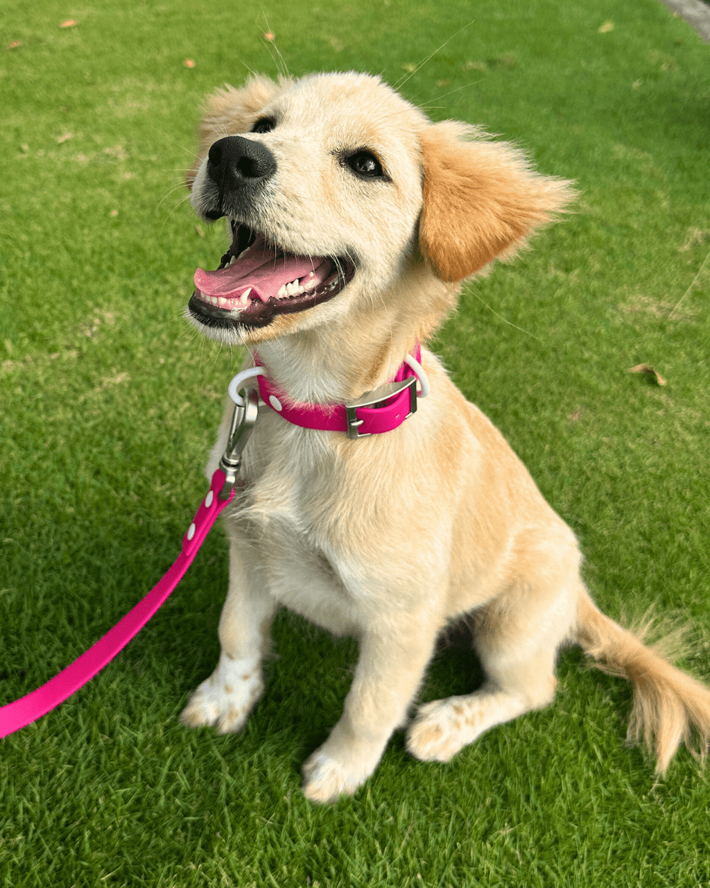 Wander! Waterproof Collar - Bubblegum
