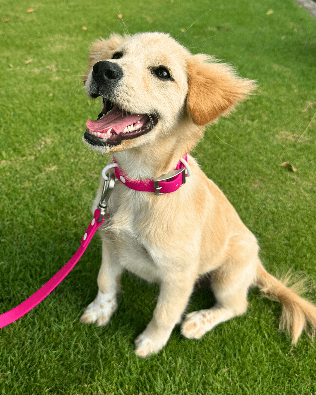 Wander! Waterproof Collar - Bubblegum