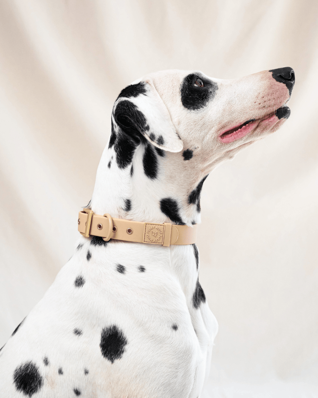 Wander! Waterproof Collar - Latte
