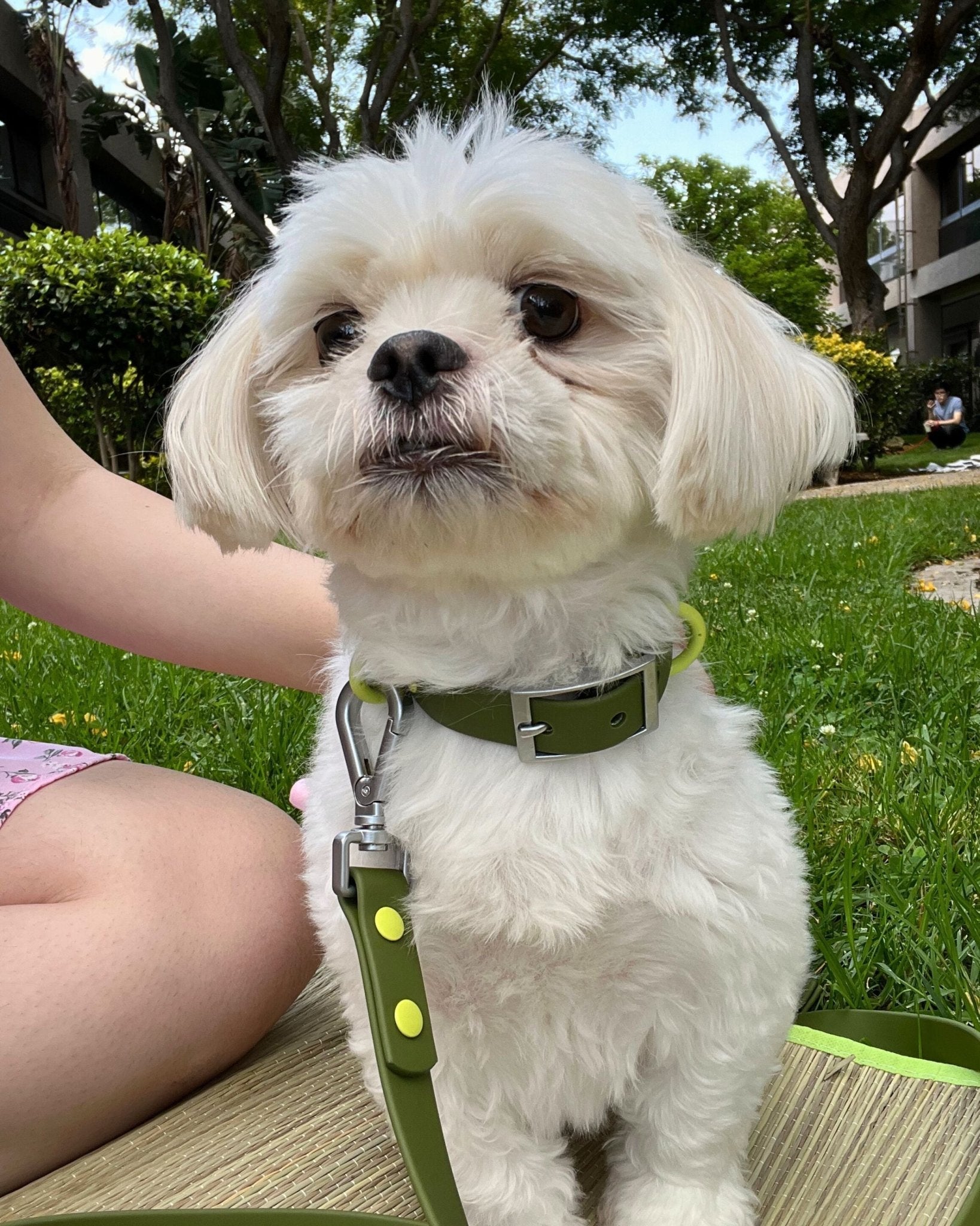 Wander! Waterproof Collar - Martini