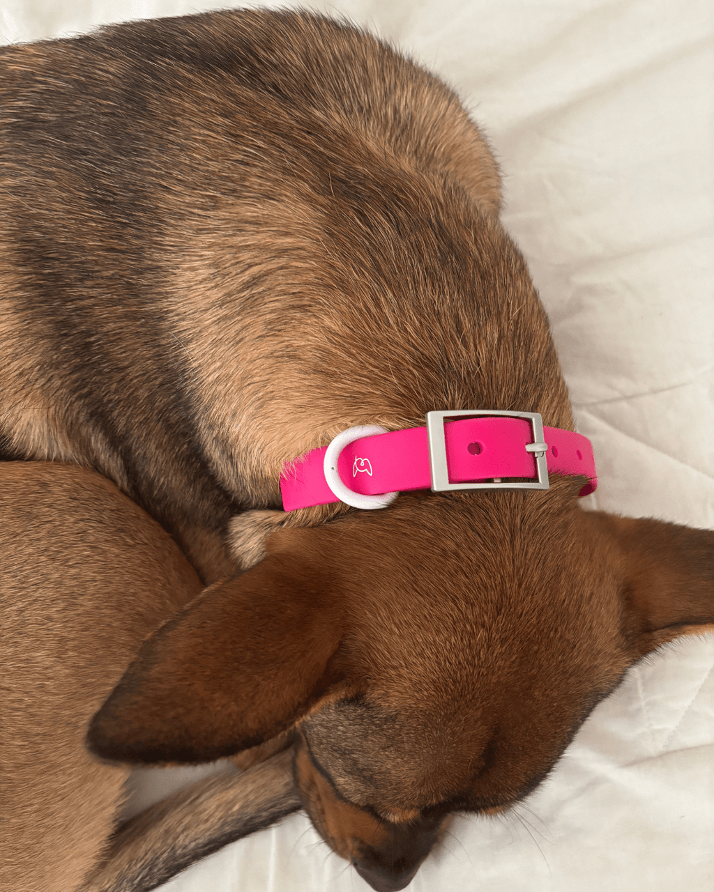 Wander! Waterproof Collar - Bubblegum