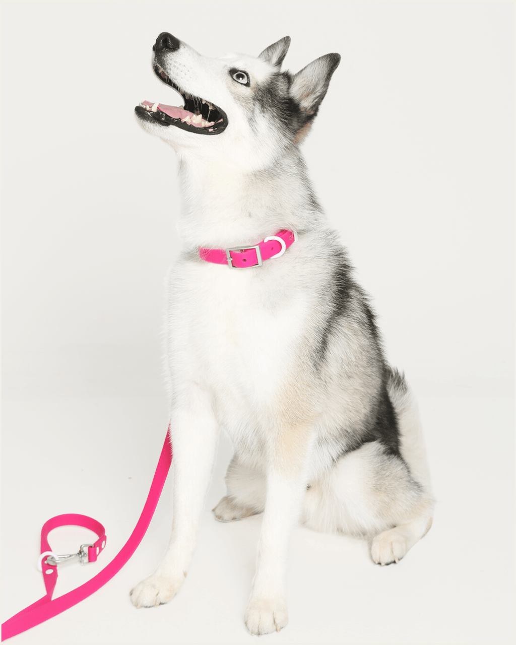 Wander! Waterproof Collar - Bubblegum