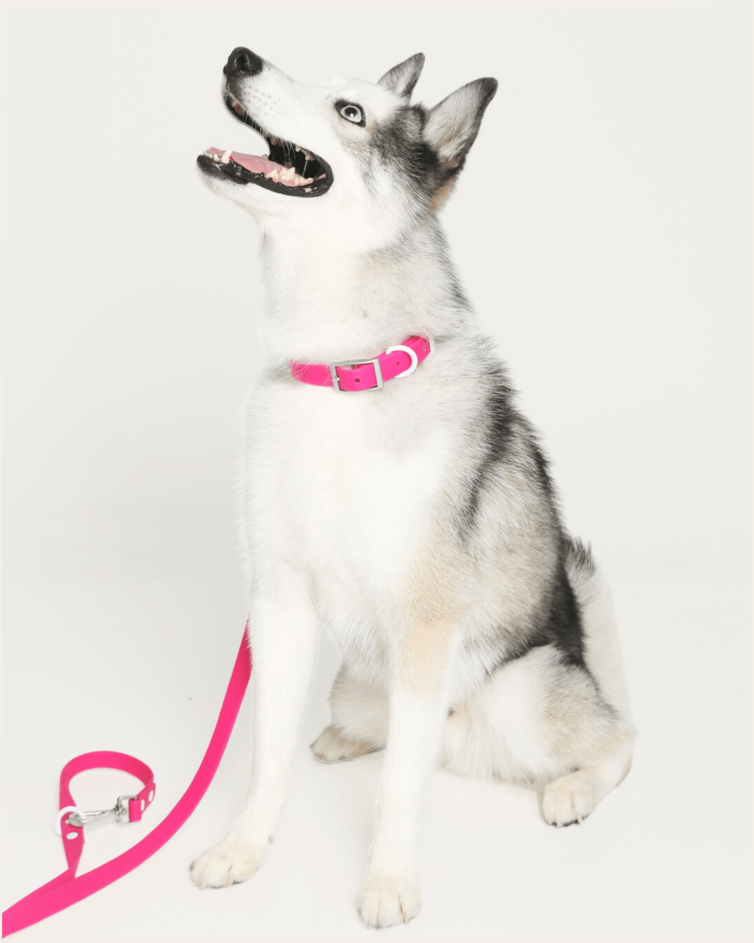 Wander! Waterproof Collar - Bubblegum